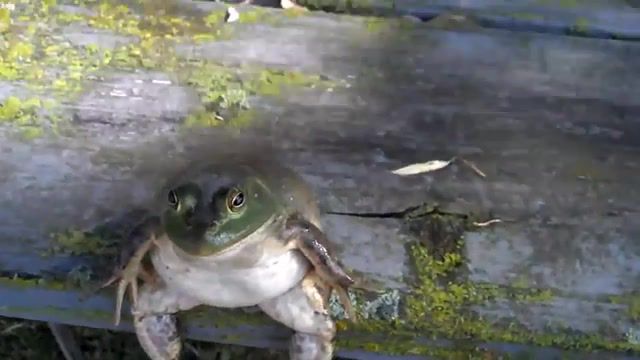 Frogger, frogger, wildlife, nature, camping, woods, odd, animals, outdoors, pets, outside, funny, frog, park, mood, moody, edm, what, animals pets.
