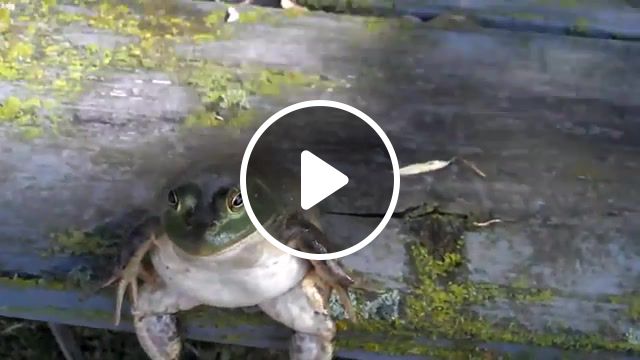 Frogger, frogger, wildlife, nature, camping, woods, odd, animals, outdoors, pets, outside, funny, frog, park, mood, moody, edm, what, animals pets. #1