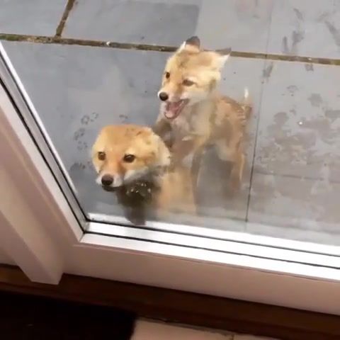 Funny foxes, hot, best moments, tbt, funny, epic mashup, hot hybrid, funny pets, fox, dance, of the day, animals pets.