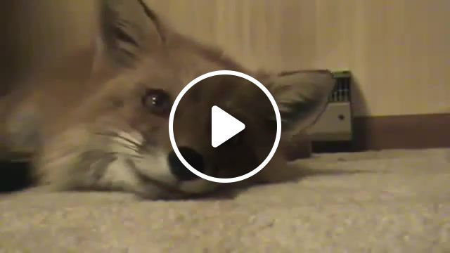 Hanya the fox chirping, fox, animals pets. #0