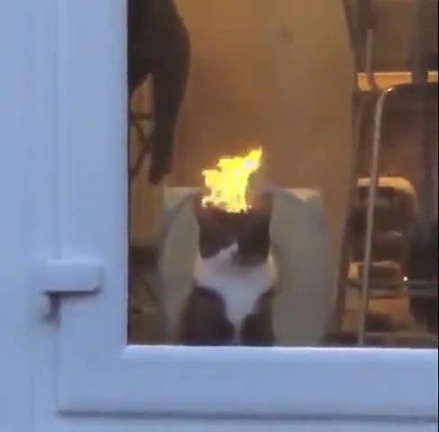 Head in fire Cat in fire, Animals Pets