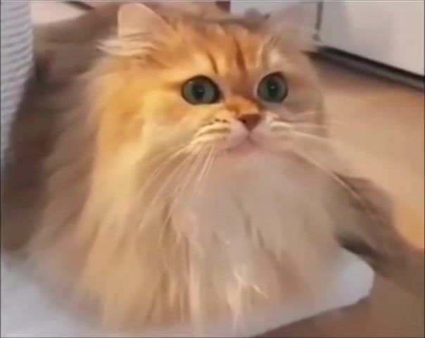 I have no idea what's going on - Video & GIFs | kirby,memes,dank,funny,fresh,you laugh you lose,ylyl,dogs,animals,funny memes,meme,animals pets