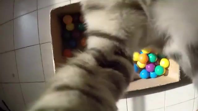 In. the ball pit, bubbles, cat, boomer, pit, ball, fun, crystals, animals pets.