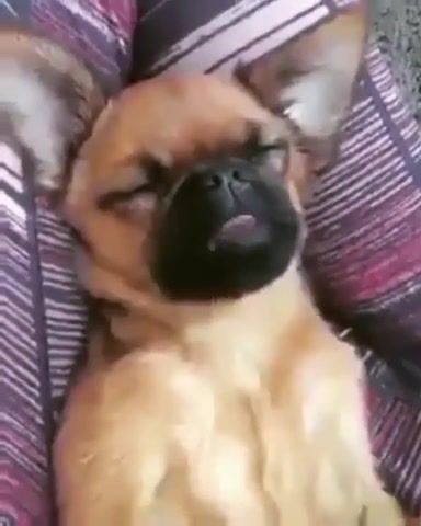 Like - Video & GIFs | spt,spt everybody knows,voiceoverdub,dream,puppy,chiuahaha,day day,mugz,edit,friday after next,franq80,cute,meme,dog,gem,animals pets