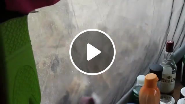 Lions licking water off a tent. cameraperson solid as a rock, animals pets. #0