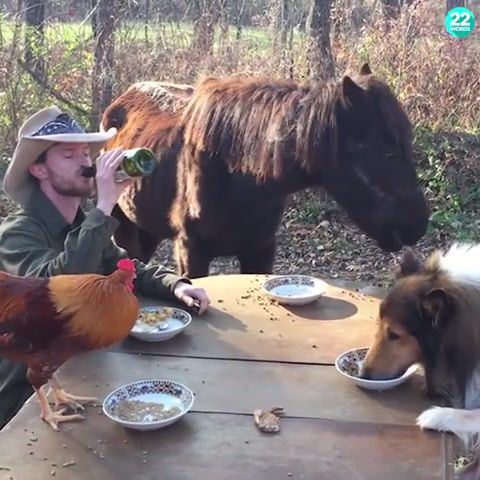 Lunch with Friends - Video & GIFs | animals pets
