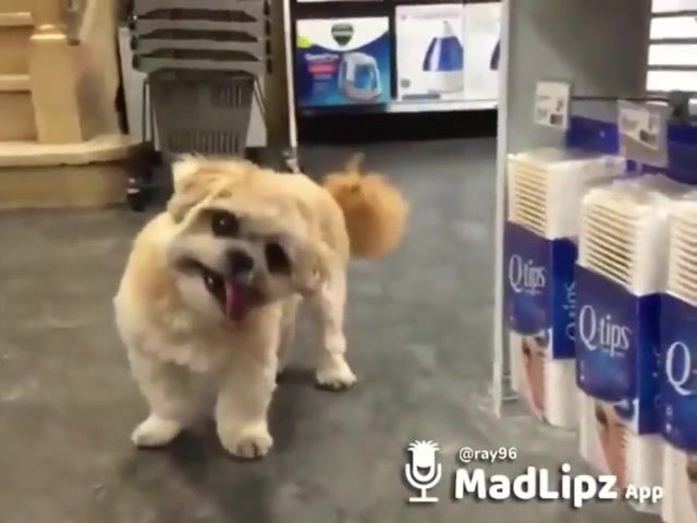 Magyar Madlipz - Video & GIFs | magyar,madlipz,montage,11,hun,funny,animals pets
