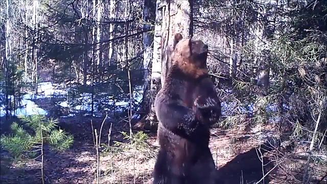 Meanwhile in Russia, Ferapont Bear, Joe Cocker, Animals Pets