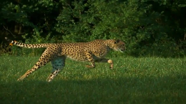 Meow - Video & GIFs | cheetah,big cats,animals pets