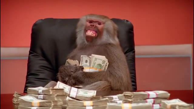 Monkey - Video & GIFs | monkey,animals,funny animals,animal,likeaboss,money,monkey money,boss monkey,boss,baboon,like a boss,failarmy,animals pets