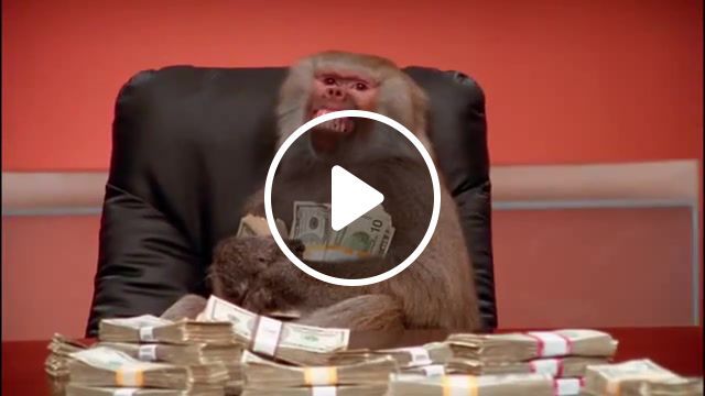 Monkey, monkey, animals, funny animals, animal, likeaboss, money, monkey money, boss monkey, boss, baboon, like a boss, failarmy, animals pets. #0