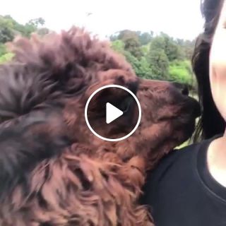 My alpaca gets so excited when he sees me