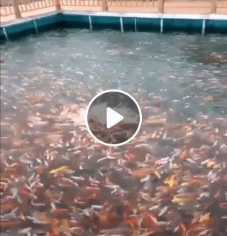 Never feed the fish Never