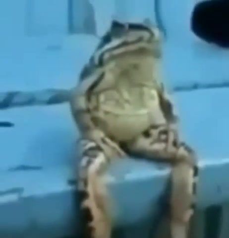 Regular frog, frog, regular, normal, everyday, song, normie, sit, sitting frog, normal guy, b'eka, ul, animals pets.