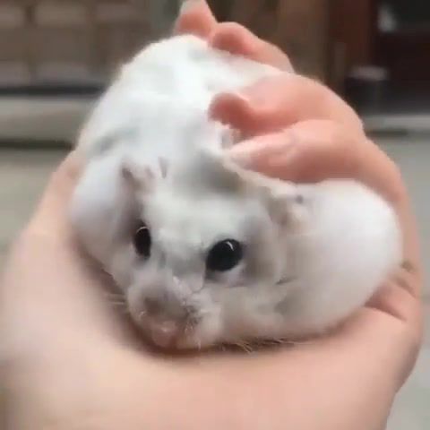 Relax, Take It Easy, Hamster, Relax, Animals Pets