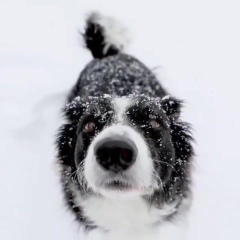 Snow, animals pets.
