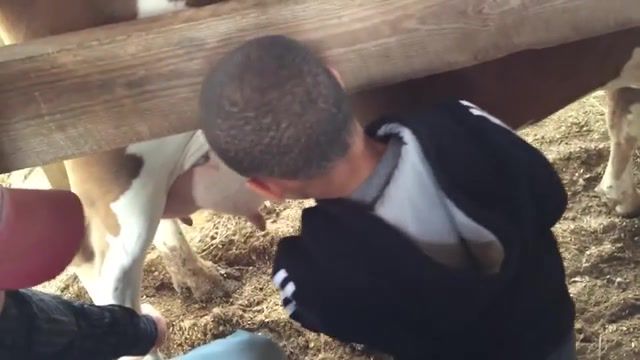 Son's reaction to cow milking, kid, unexpected, funny, cow, milk, haha, like, share, enjoy, laugh, animals pets.