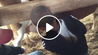 Son's reaction to cow milking