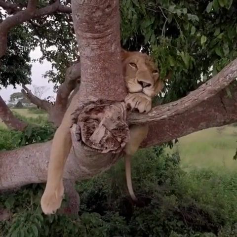 Taking a wee up in the tree, lol, animals, tree climbing lions, nat geo wild, show tracks, the lives of two prides, in uganda, animals pets.