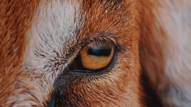 The eyes of animals, Music, Animals Music, Animals Are Awesome, Beautiful Eyes, In The World Of Animals, Animals, Toxicozivsevsevse, Animals Pets