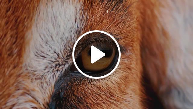 The eyes of animals, music, animals music, animals are awesome, beautiful eyes, in the world of animals, animals, toxicozivsevsevse, animals pets. #0