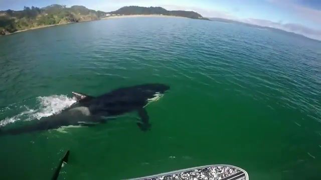 This Is The Dramatic Moment, Epic, Ocean, Crazy, Music Amazing Like, Music, Hd, New, Hot, Animals Pets