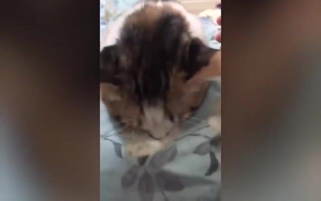 What have i done - Video & GIFs | awesome animals,awesome cat,cutest cat,cute funny cat,funny animals,too cute,cute funny animals,cute compilation,funniest dogs,funny cat,funny vines,cute puppies,cute dog,try not to laugh,animal doung things,funny dog,cute and funny dog,vine,try not to laugh challenge,vines,cute dogs and cats,funny animal,funny animal moments,kitty,cutest kitten,to cute kittens,funny dog compilation,funny puppies,animal,pet,husky,corgi,quotes,it's funny,ha ha ha,ha ha,lol,simpsons,the simpsons,homer simpson,reacton,reaction,random reactions,bender,futurama,mordecai,regular show,our future so bright,future,joaquin phoenix,low battery,black splash,i do not care,ron swanson,no,darryl philbin,the office,gaming,jontron,question,have a question,m bison,yes,cartoon reaction,street fighter,dr zoidberg,zoidberg,minions,what,whaat,whaaat,walter white,breaking bad,amc,bryan cranston,perfect,just perfect,matrix,neo,let me out,farnsworth,matt,groening,laughing,laugh,laughs,professor farnsworth,south park,randy,randy marsh,make love not warcraft,wow,omg,oh my god,kevin spacey,animals pets