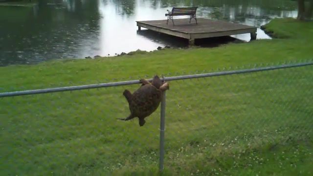 A turtle on a fence, ninja turtle climbs fence, post turtle, turtle climbing a fence.