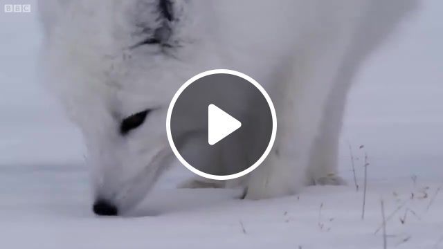Arctic fox, arctic fox, animals, could, winter, music, animals pets. #0