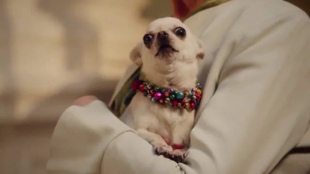 Bamboozled Chihuahua for the important talks, Heinz, Animals, Chihuahua, Animals And Pets, For The Important Talks, Reaction, Commercial, Advertising, Lol Dog, Heinz 57, Heinz Commercial, Tomato, Ketchup Commercial, Brands And Products, Animals Pets