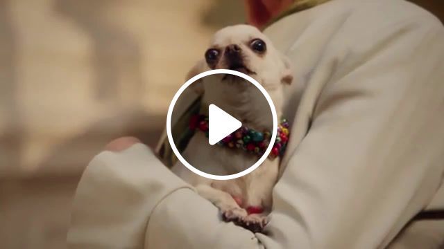 Bamboozled chihuahua for the important talks, heinz, animals, chihuahua, animals and pets, for the important talks, reaction, commercial, advertising, lol dog, heinz 57, heinz commercial, tomato, ketchup commercial, brands and products, animals pets. #0