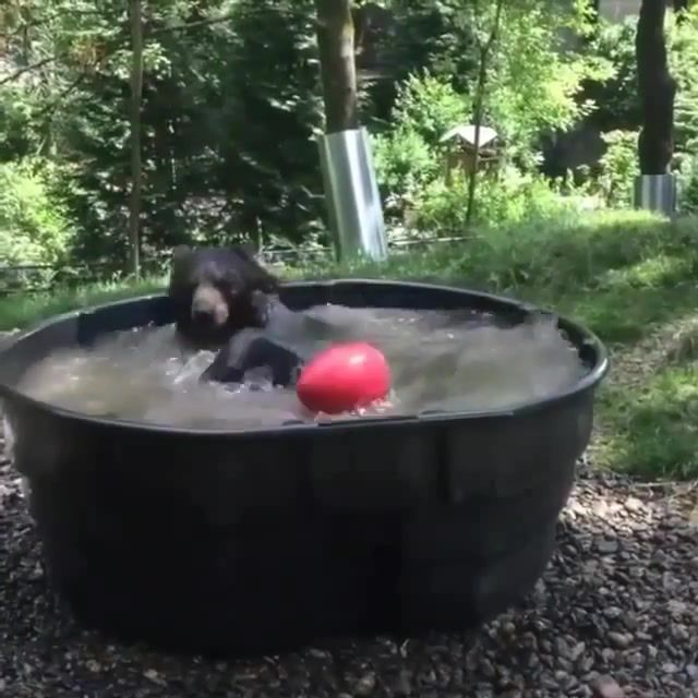 Bathing bear, Red Balloon, Bath, Bear, Animals Pets