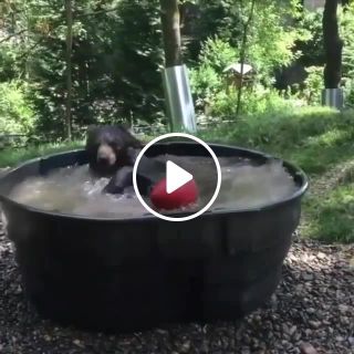 Bathing bear