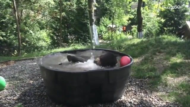 Black bear taking a bath, buzz60, tribe, sioux native americans, sioux indians, sioux, takoda, takoda oregon zoo, oregon zoo facebook, oregon zoo, animal news, youtube, viral, goldilocks and the three bears, goldilocks, smokey the bear, atlantic recording corp, splish splash, bobby darin splish splash, bobby darin, animal kingdom, animal, dog bath, cat bath, cats hate baths, catbath, animal bath, bear takes bath, black bear takes bath, black bear taking a bath, black bear takes bath of a lifetime, animals pets.