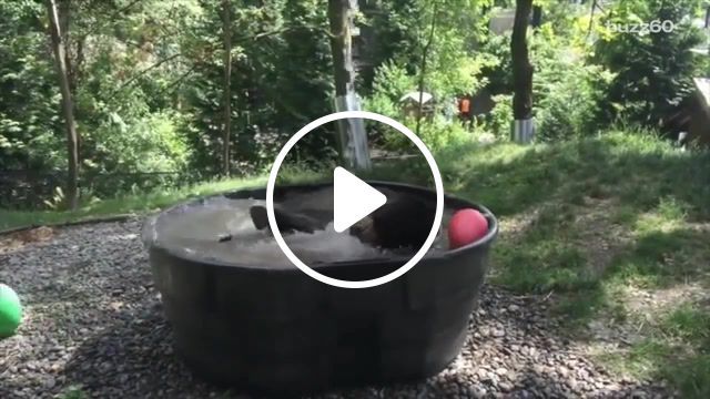 Black bear taking a bath, buzz60, tribe, sioux native americans, sioux indians, sioux, takoda, takoda oregon zoo, oregon zoo facebook, oregon zoo, animal news, youtube, viral, goldilocks and the three bears, goldilocks, smokey the bear, atlantic recording corp, splish splash, bobby darin splish splash, bobby darin, animal kingdom, animal, dog bath, cat bath, cats hate baths, catbath, animal bath, bear takes bath, black bear takes bath, black bear taking a bath, black bear takes bath of a lifetime, animals pets. #0