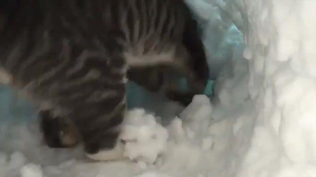 Cat and Snow, Animals Pets