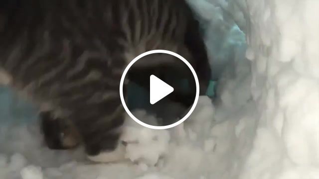 Cat and snow, animals pets. #0