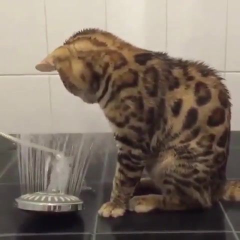 Cat play with shower, cat, cats, meow, kitty, kitten, kitties, cute, animals pets.