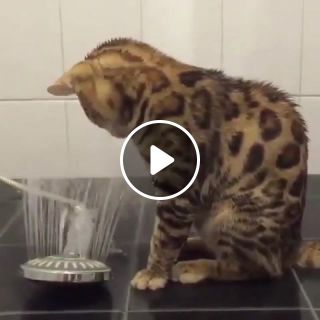 Cat play with shower