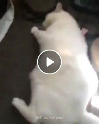 Cat slapping