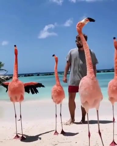 Chatter Flamingos Beach, Aruba - Video & GIFs | animals pets