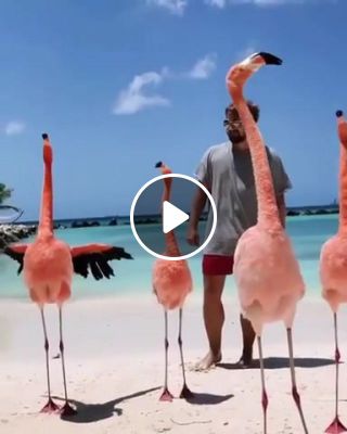 Chatter Flamingos Beach, Aruba