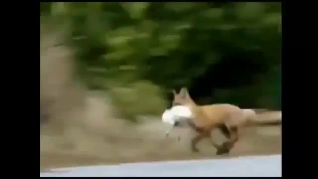 FOX, What Does The Fox Say, Fox, Thief, Animals Pets