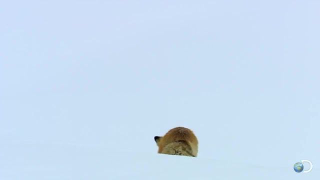 Fox Dives Epic, Fox Playing, Fox Hunting, Fox Dives In Snow, Fox Dives, Fox, Wild Animal, Wild Animals, Animals, Animal, Natural History, Filming, Cinematography, Science, Biology, Zoology, Natural, Nature, Television Documentary, Documentary, Nature Doc, Tv Event, Nature Documentary, Discovery Channel, Discovery, North America, Animals Pets