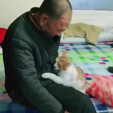 Friendship. grandpa and the cat, cat, animals pets.