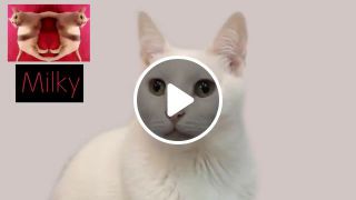 Funk cat parody part 1