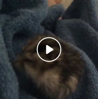 Hamster washing