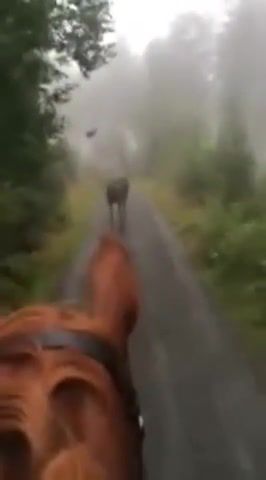 Horse rider runs into moose in the forest, horse rider, best, moose in forest, flicks, funny pictures, daily, popular, daily picks, crash, youtube, interesting, run, horse, moose, scary, dangerous, animals pets.