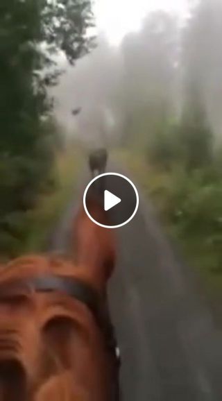Horse rider runs into Moose in the Forest
