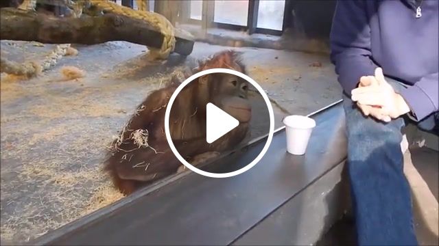 How to make a monkey laugh, monkey, funn, funnny, funny, funny monkey, disarmed, animals pets. #1